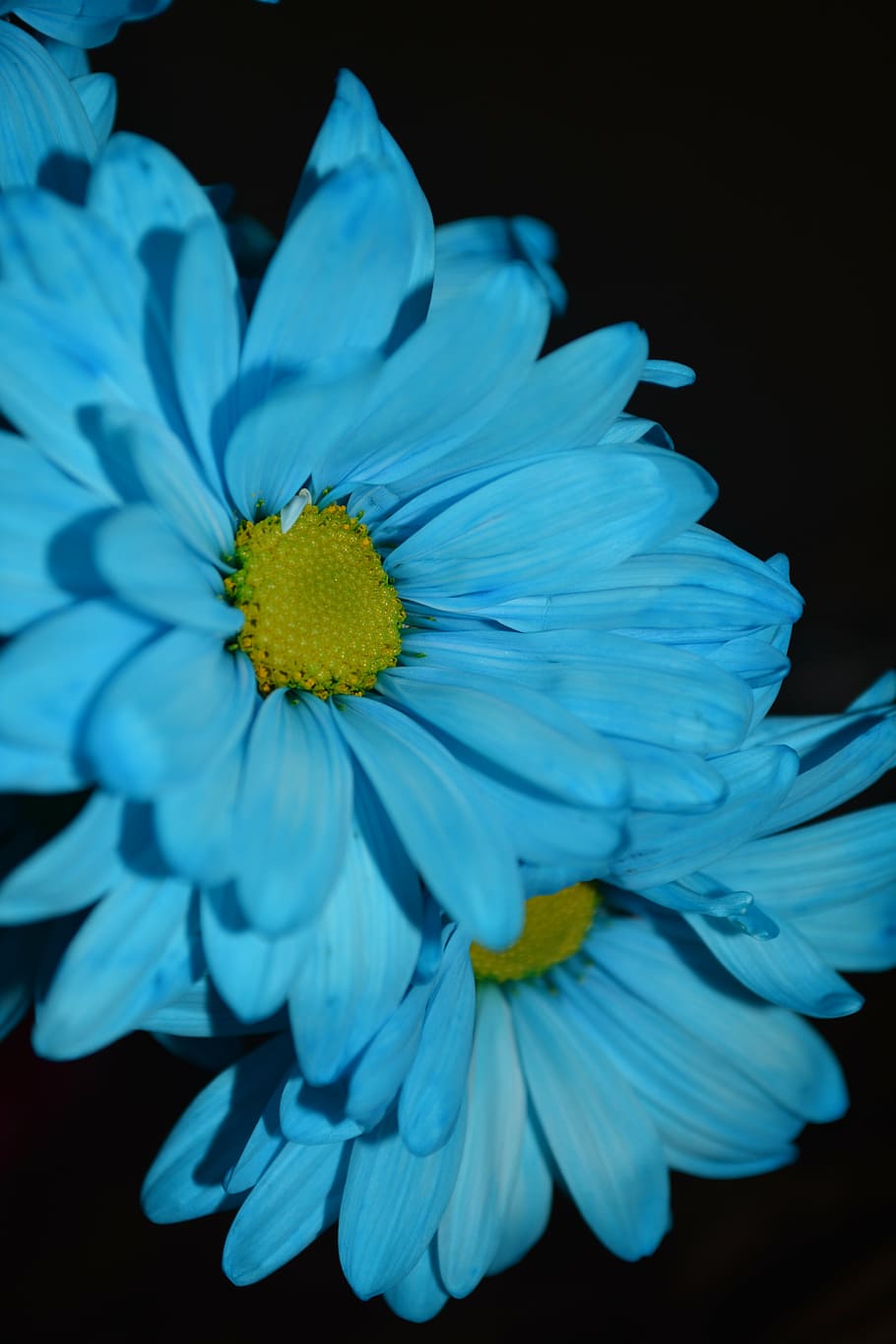 macro, blue, daisies, flowers, colorful, petals, blossoms, flowering plant HD wallpaper
