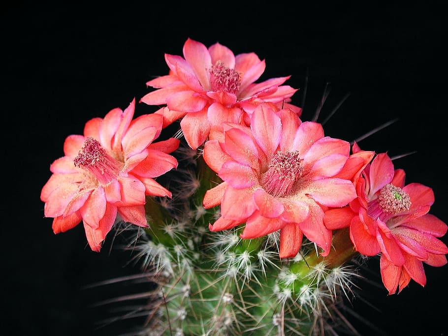 red and green cactus flower, Flowers, Pink, Plant, Bloom, cactus flowers, HD wallpaper