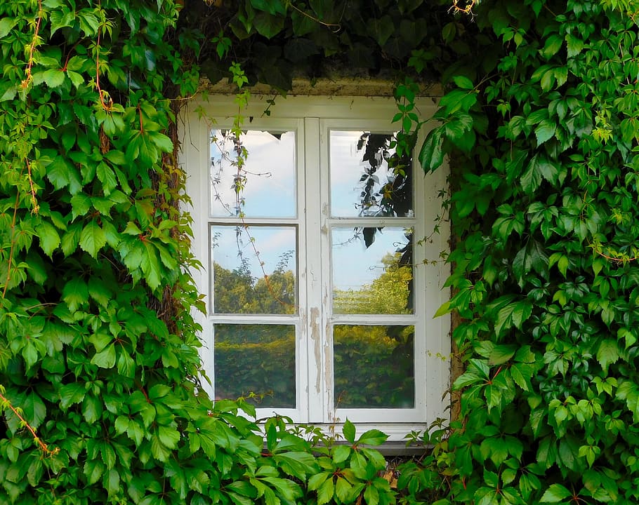 clear glass 6-panel window with white wooden frame beside green plants, HD wallpaper