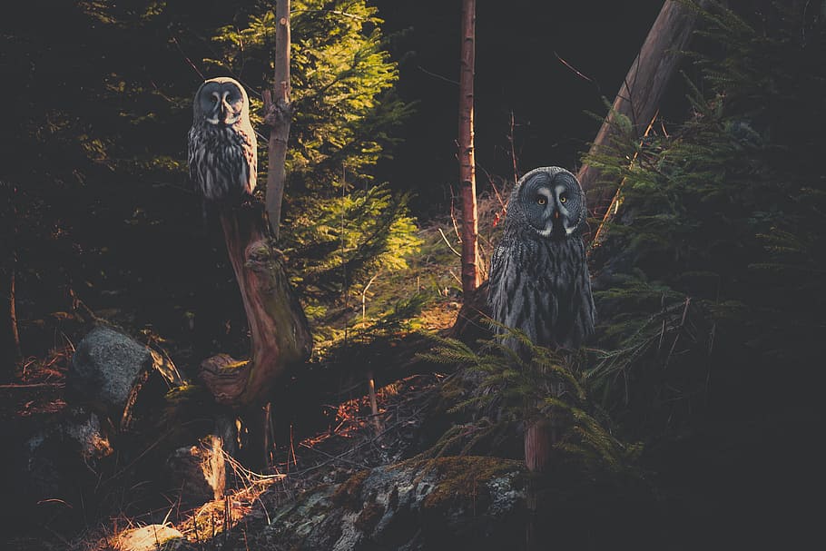two gray owls, two gray-and-white owls on tree branch near trees HD wallpaper