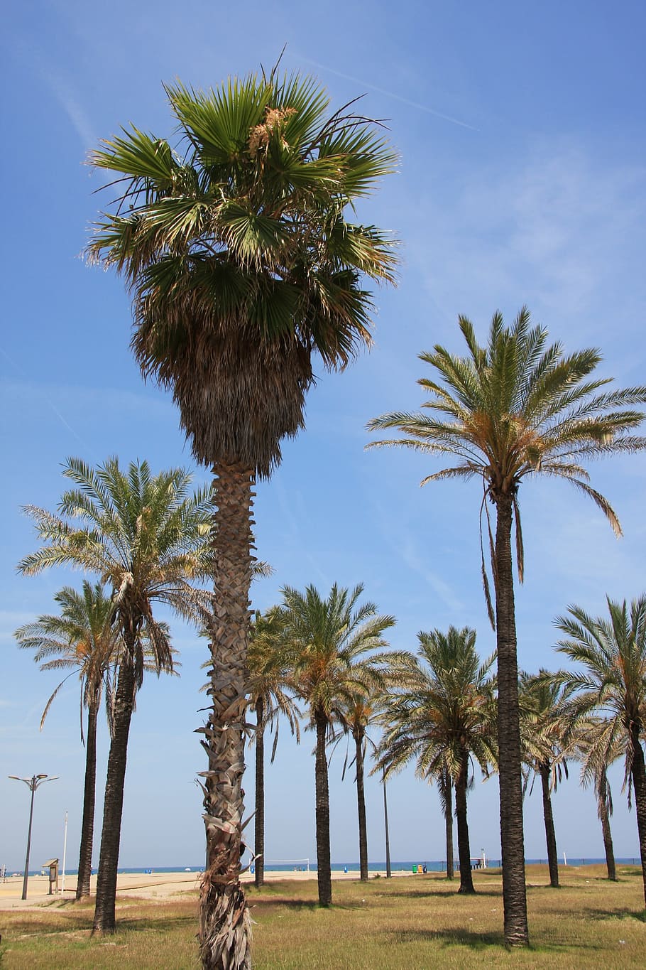 valencia, malvarrosa beach, palms, costa, palm tree, tropical climate, HD wallpaper