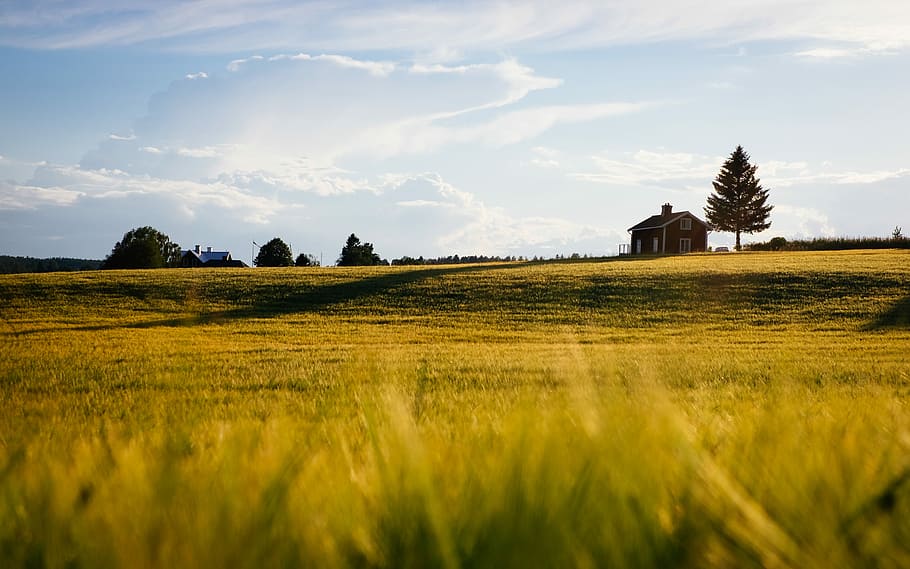 green grass field with house during daytime, green grass field near barn house at daytime HD wallpaper