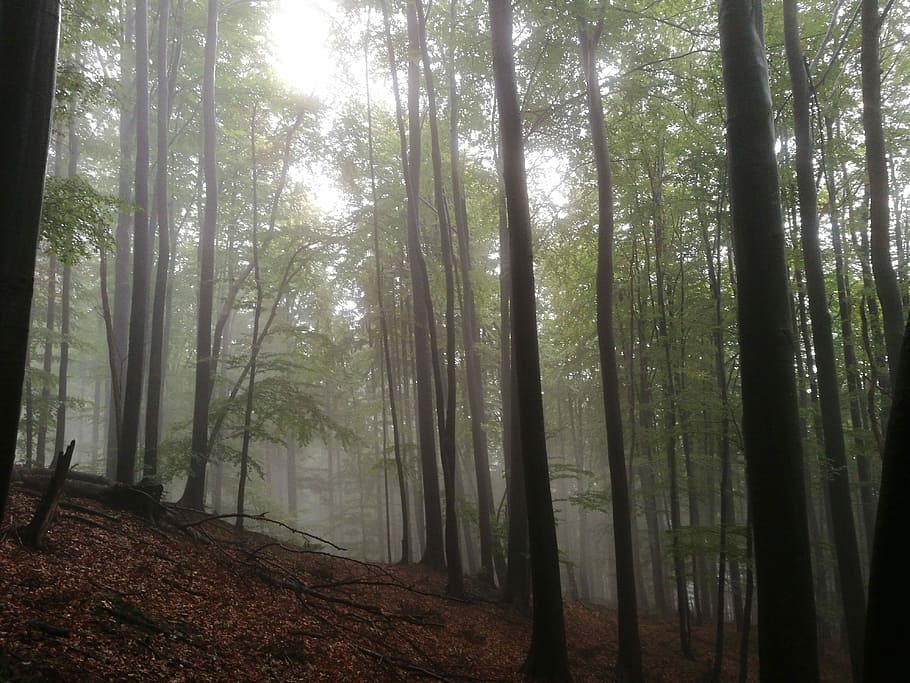 closeup photography of trees, green tree forest at daytime, fog