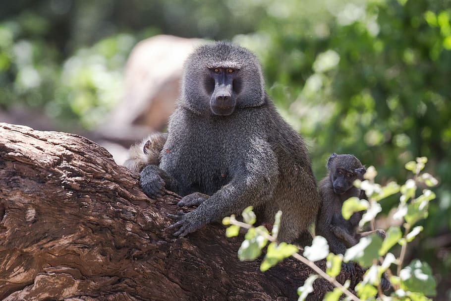 monkeys on tree, gray monkey on tree trunk, ape, animal, wood HD wallpaper