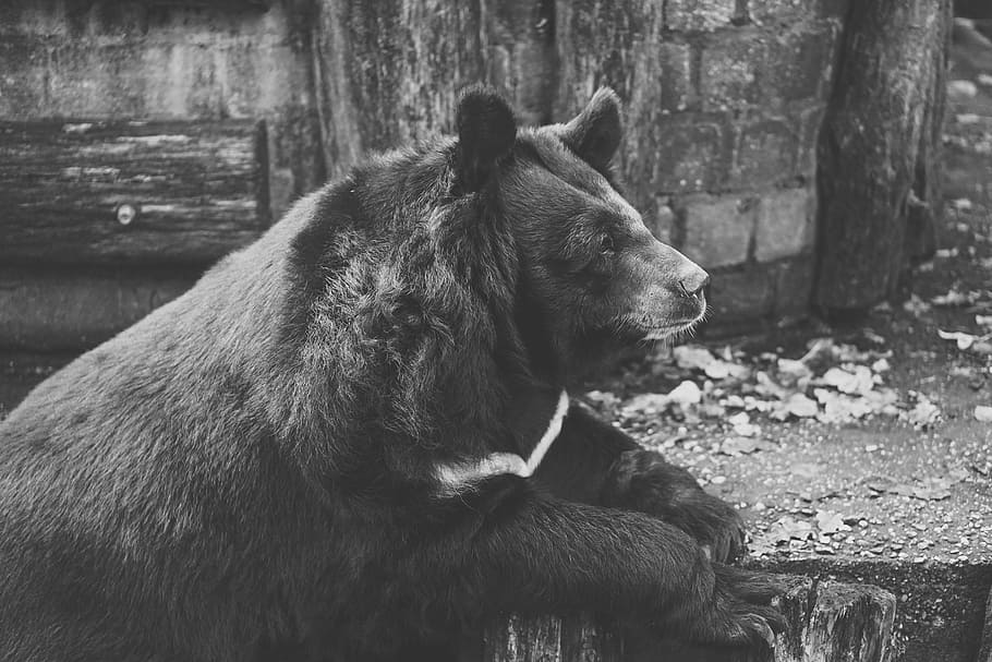 Bear, Captivity, Black And White, White, Fence, zoo, wildlife photography, HD wallpaper