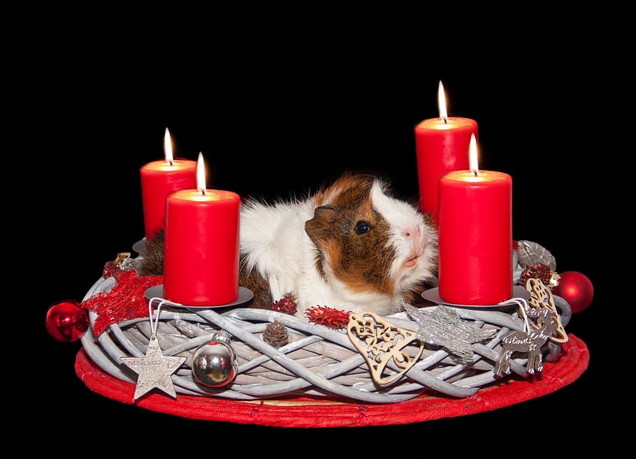 white and brown hamster on wicker basket between four red candles, HD wallpaper
