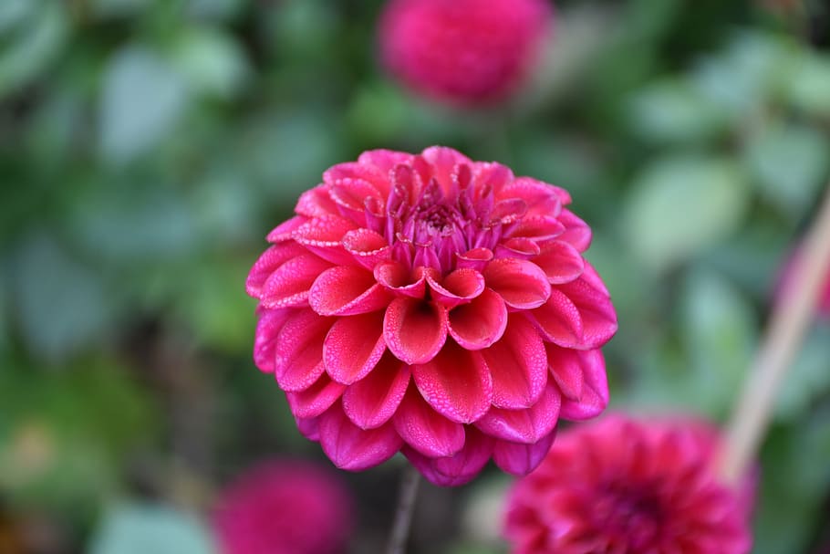 flower, red, dew, blossom, bloom, close, spring, nature, plant HD wallpaper
