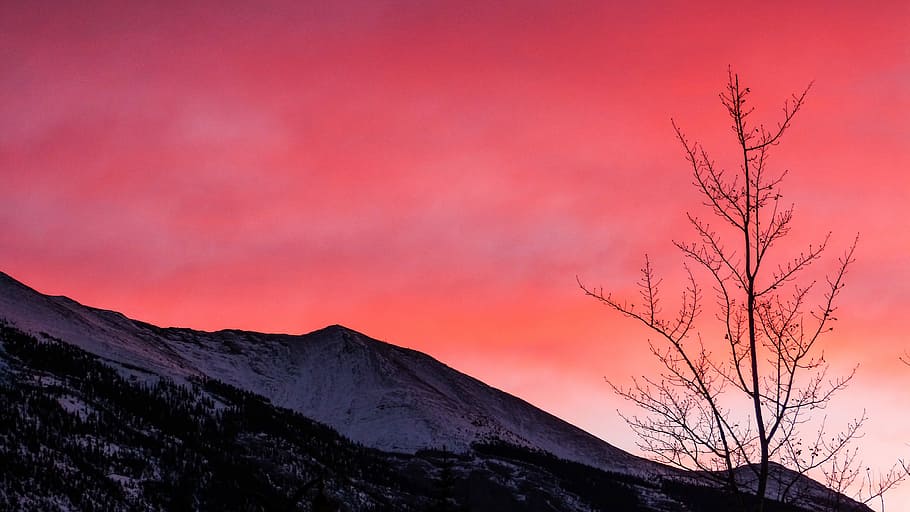 bare tree near mountain during golden hour, mountain during sunset HD wallpaper
