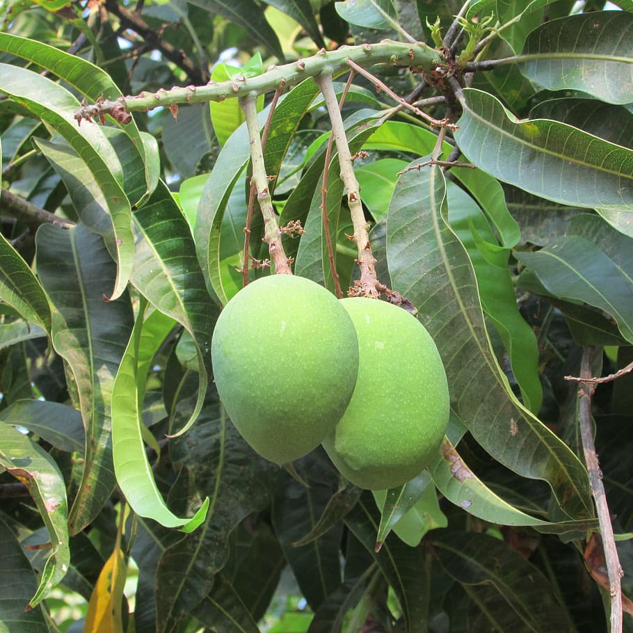 mangos, mango tree, fruits, green, dharwad, india, green color, HD wallpaper
