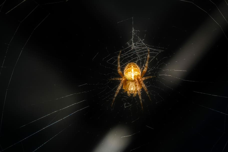 Spider, Insect, Close, Nature, Macro, network, night, black Color HD wallpaper