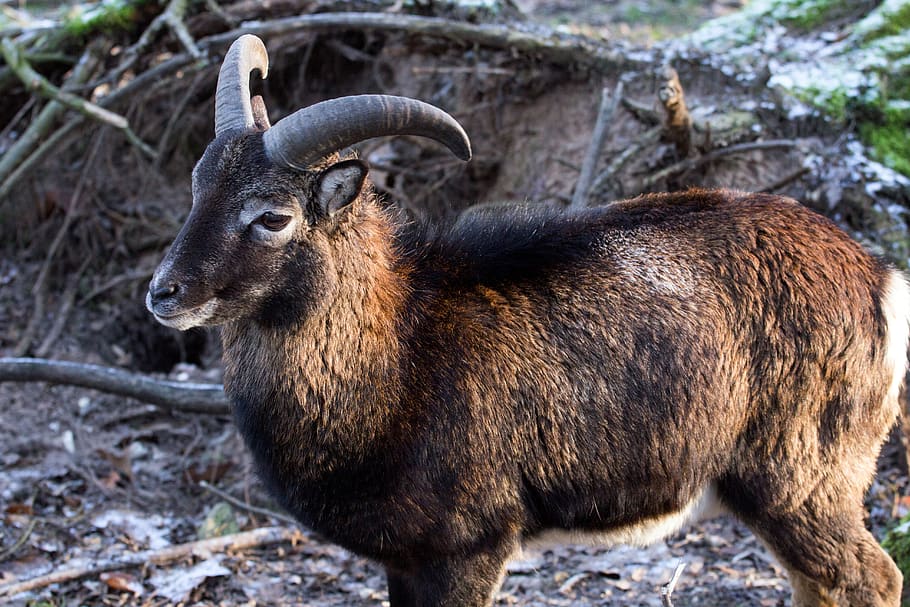 capricorn, wild, animals, animal themes, animal wildlife, one animal HD wallpaper