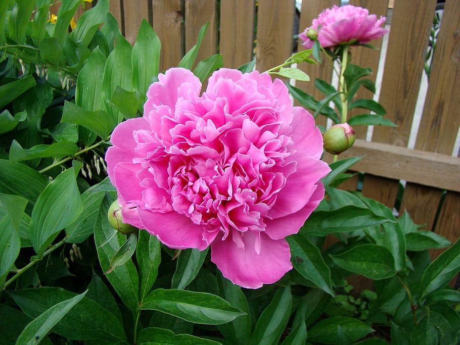 flower, peony, bloom, beautiful, garden, fence, summer, pink HD wallpaper