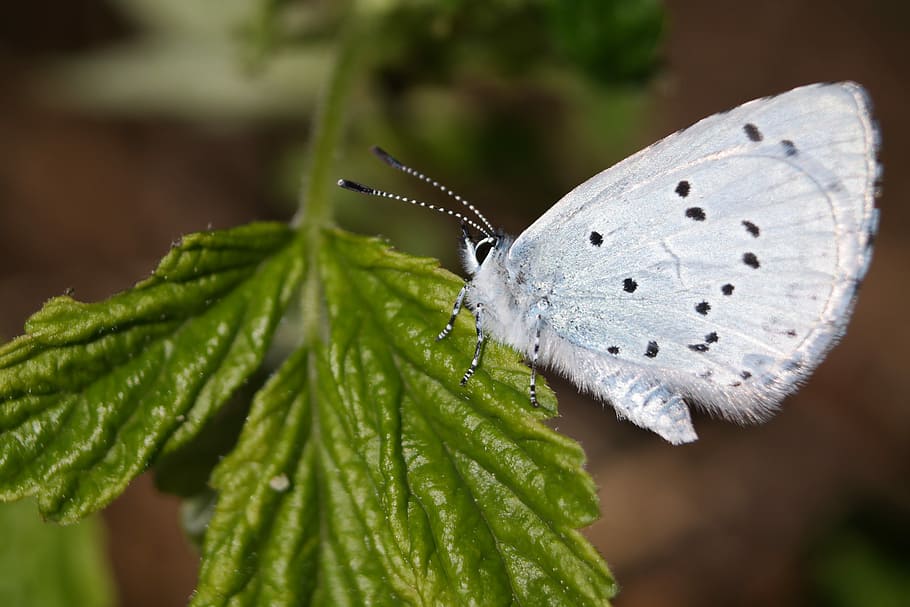 butterfly, insect, macro, invertebrate, leaf, plant part, close-up HD wallpaper
