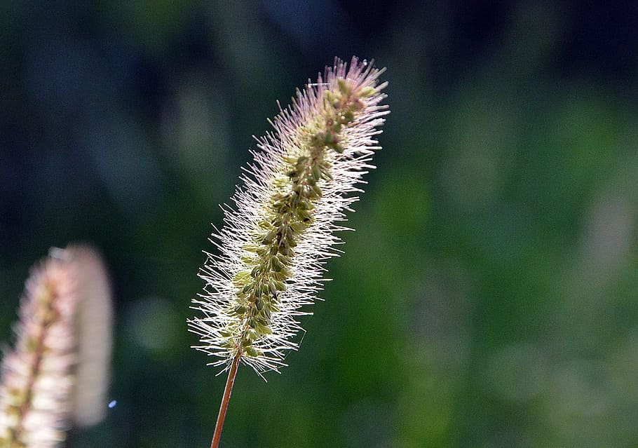 summer, a thread, nature, plant, growth, beauty in nature, flower HD wallpaper