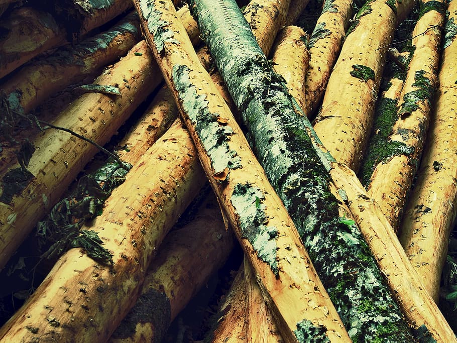 Forest, Trees, Nature, Environment, Wood, natural, season, branch HD wallpaper