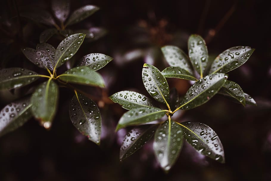 macro shot photography of leaves, green leaves, droplet, raindrop HD wallpaper