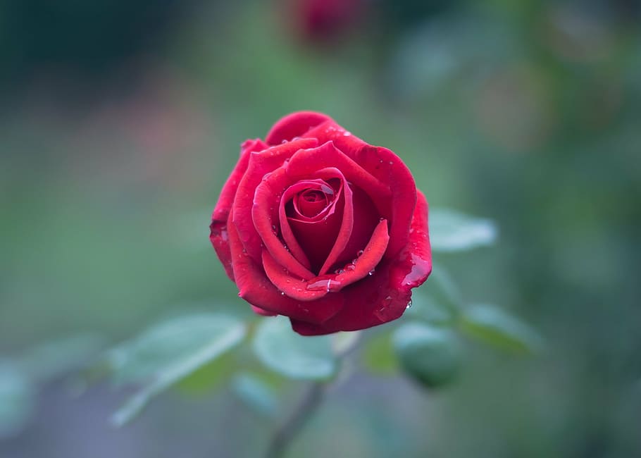 pink rose, bloom, blossom, dew, flora, flower, macro, petals HD wallpaper