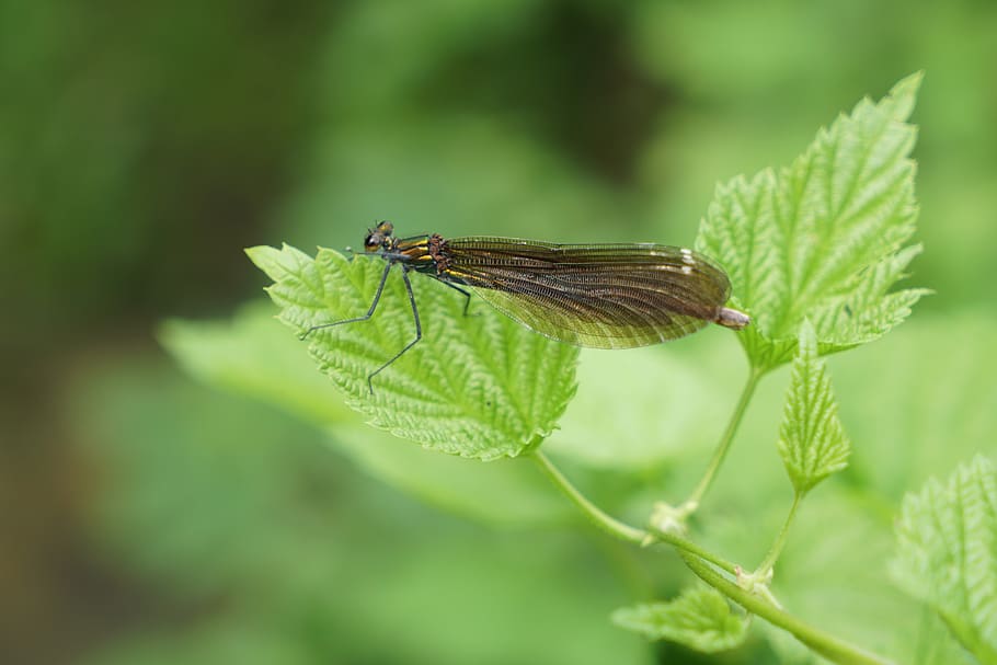 dragonfly, insect, close up, green color, invertebrate, plant HD wallpaper