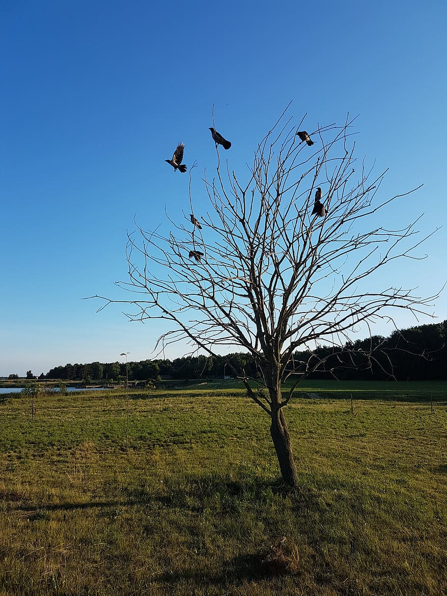 Картинки приметы птицы на верхушках деревьев сидят зимой.
