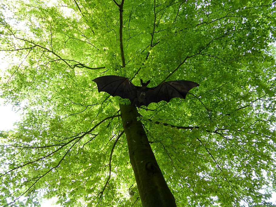 Bat, Figure, Deciduous Tree, light green, spring, nature, forest HD wallpaper