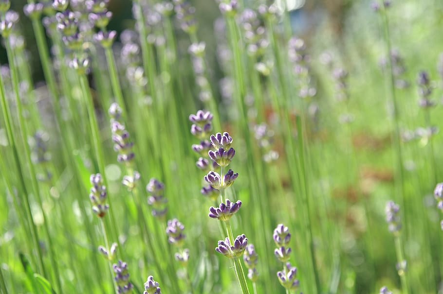 lavender, garden, herb, flower, flowering plant, beauty in nature HD wallpaper