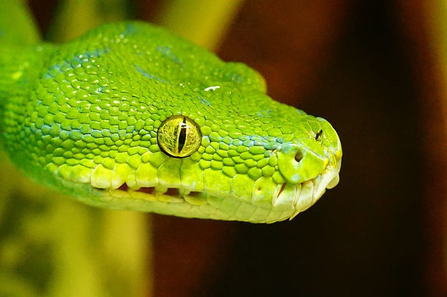 shallow focus photography of green snake, green tree python, non toxic, HD wallpaper