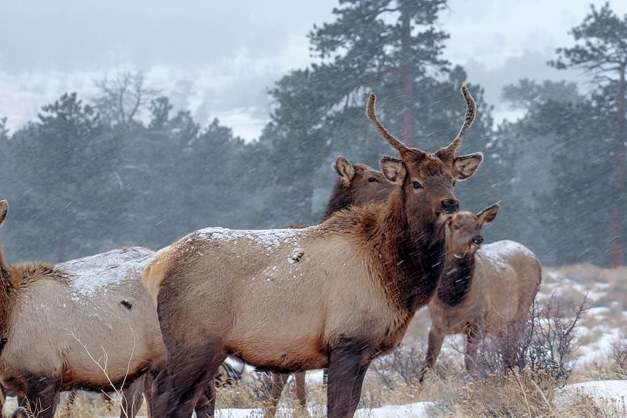 closeup photo of deer near trees, four brown horned animal during winter HD wallpaper