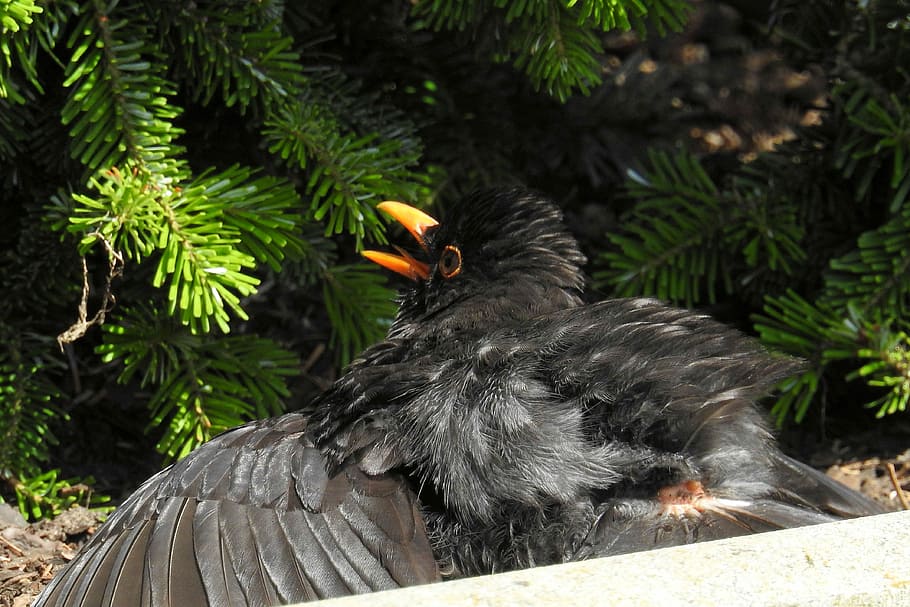Blackbird, Male, blackbird male, hot, hächelnd, one animal