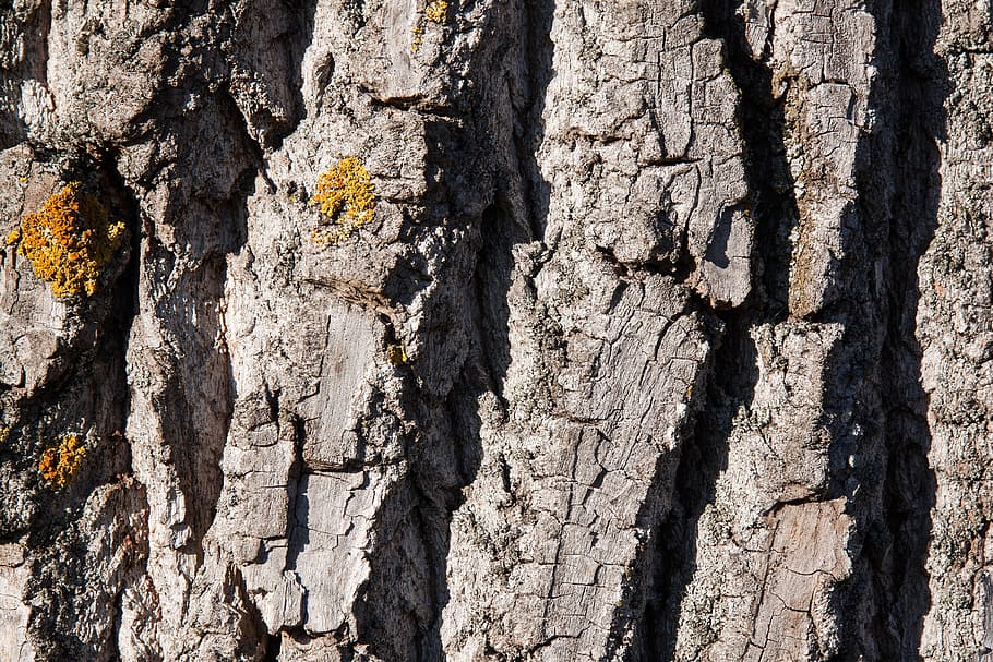 bark, tree, poplar, old poplar, bast, shed bark, brown, nature HD wallpaper