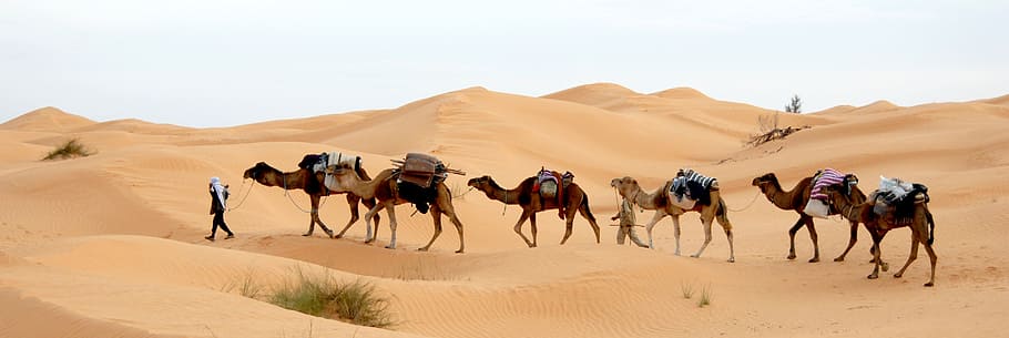 man walking on desert with camels, tunisia, caravan, sand, sahara HD wallpaper