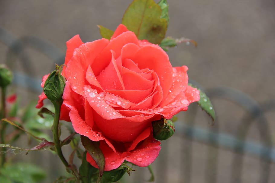Dew, Nature, Flower, Garden, rose, red, plant, macro, rose - Flower HD wallpaper