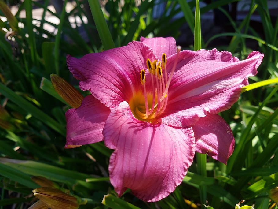 pink, flower, garden, spring, plant, bloom, blossom, nature HD wallpaper