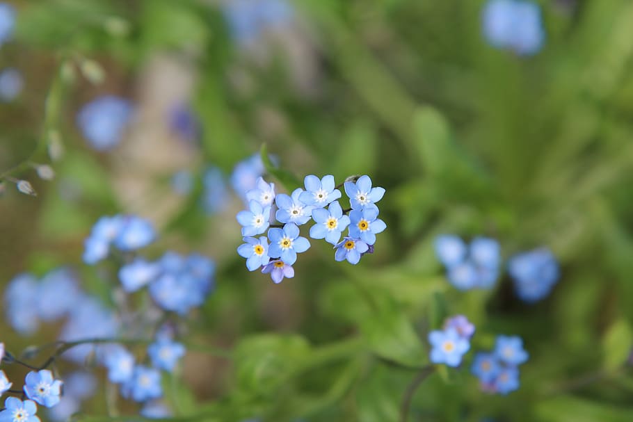 myosotis, blue flowers, small flower, myosotis arvensis, flowering plant, HD wallpaper