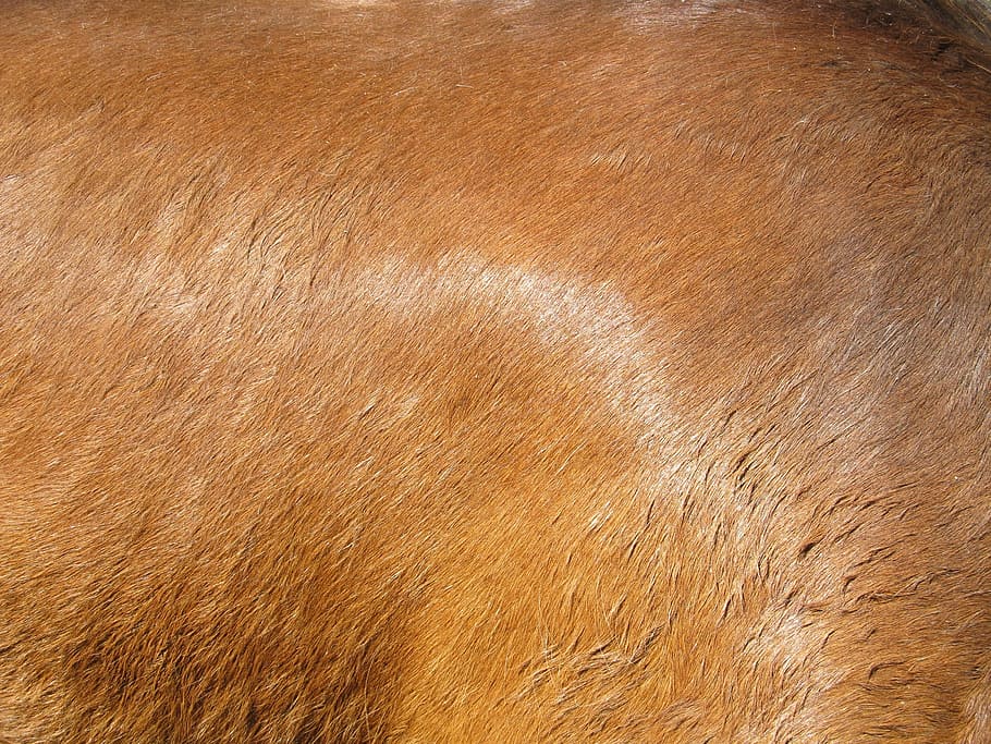 brown textile, horse hide, flesh, coat, hair, equine, tan, texture