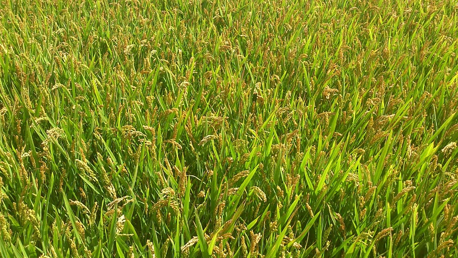 wheat field during daytime, Cornfield, Rice, Cultivation, Spikes HD wallpaper