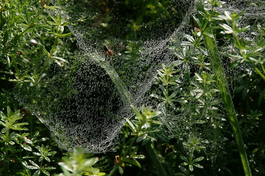 insect, meadow, spider, cobweb, dewdrop, plant, growth, green color HD wallpaper