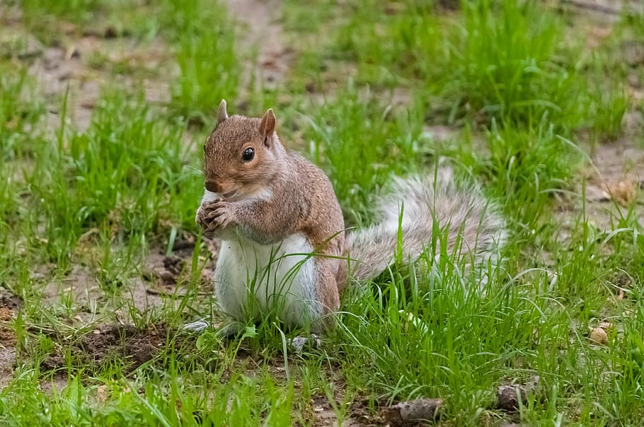squirrel, animals, rodent, wildlife, mammal, nature, cute, brown HD wallpaper
