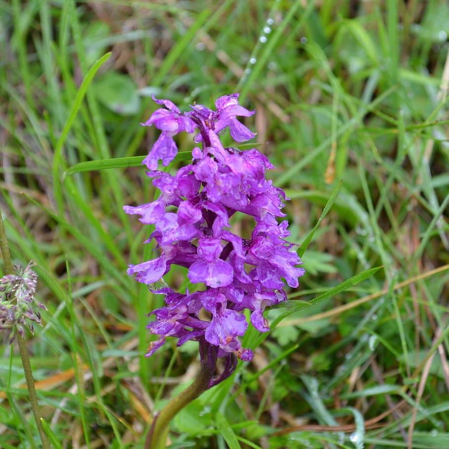 orchid, austria, alpine, lime, blossom, bloom, hike, mountains HD wallpaper