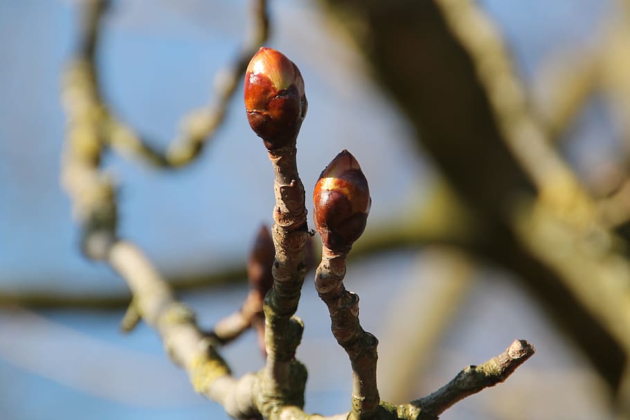 bud, spring, chestnut, bloom, tree, branch, sky, nature, fruit HD wallpaper