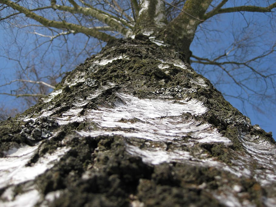 birch tree, bark, trunk, nature, detail, big, park, tree trunk HD wallpaper