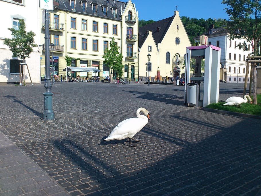 white mute swan on ground, swans, bird, animals, birds, city, HD wallpaper