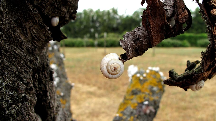nature, snail, shell, mollusk, tree, gastropod, focus on foreground HD wallpaper