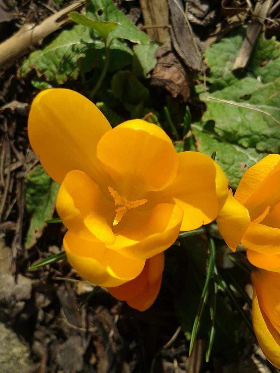 crocus, spring, blossom, bloom, spring flower, yellow, spring crocus HD wallpaper