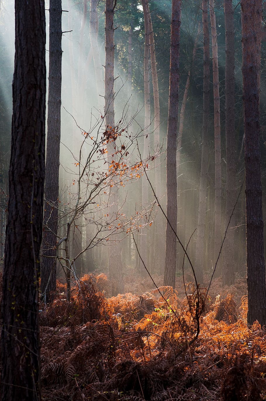 forest, light, autumn, close, morgenstimmung, nature, sun, shadow HD wallpaper