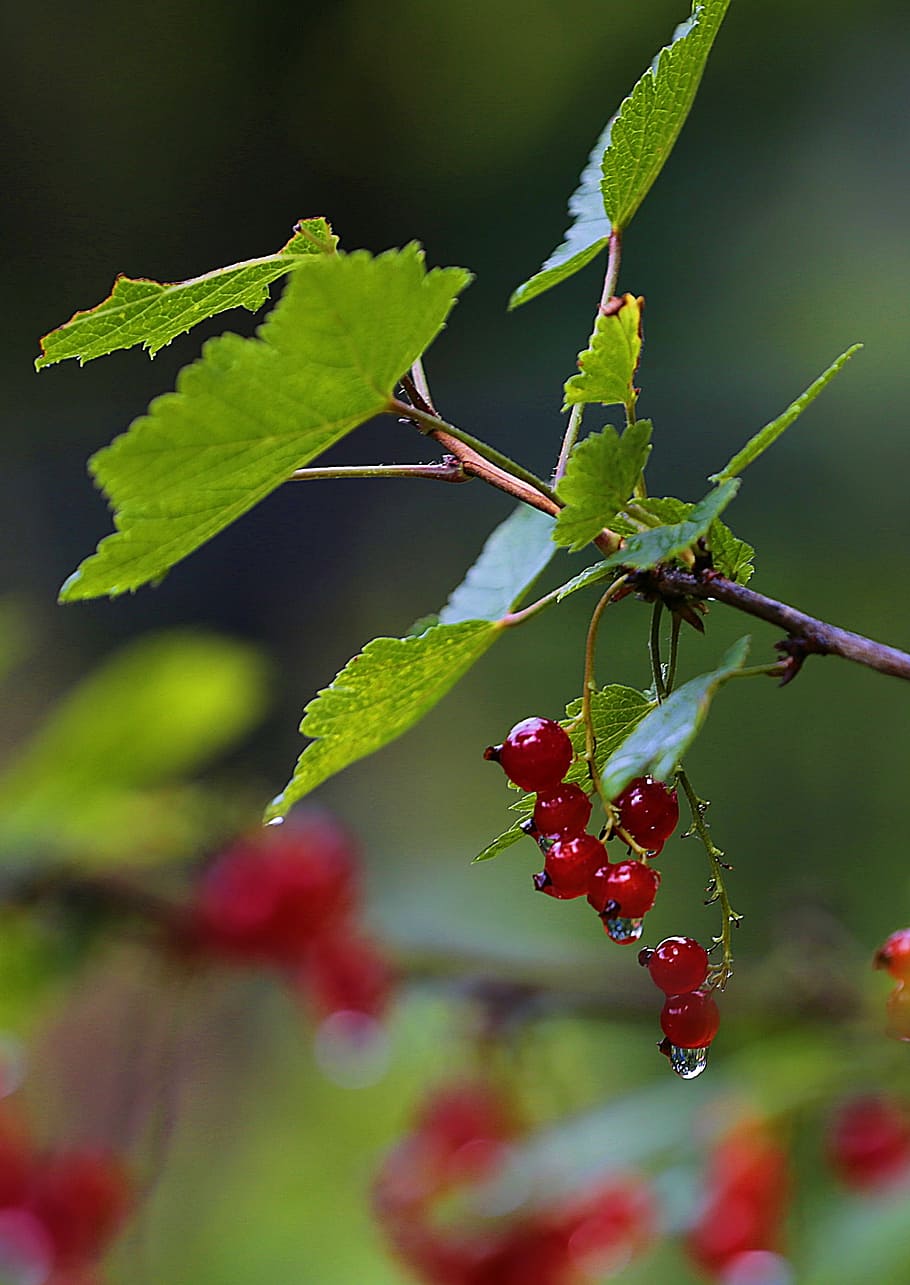 currant, red currant, berry, macro, nutrition, vitamin, food HD wallpaper
