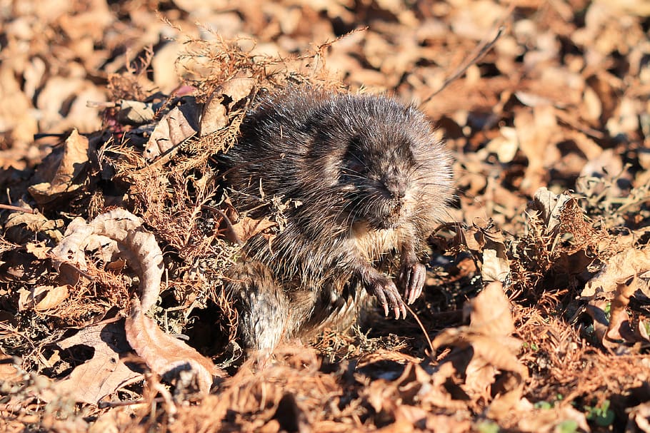 HD wallpaper: nature, wildlife, animal, little, outdoors, muskrat