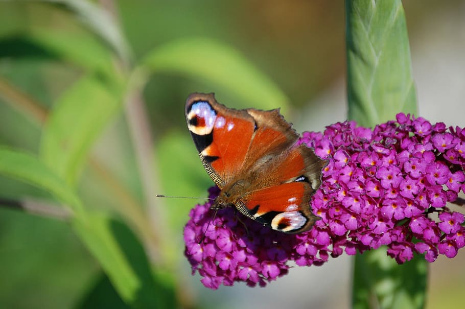 butterfly, flower, insect, nature, spring, kid stories, butterfly flower, HD wallpaper