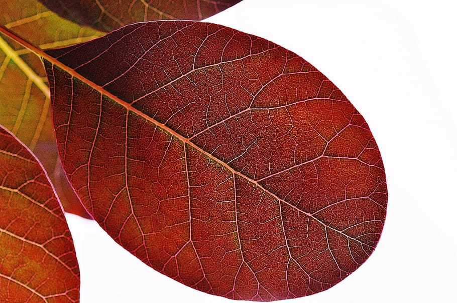 leaf, plant, nature, red, background, close-up, textured, no people HD wallpaper