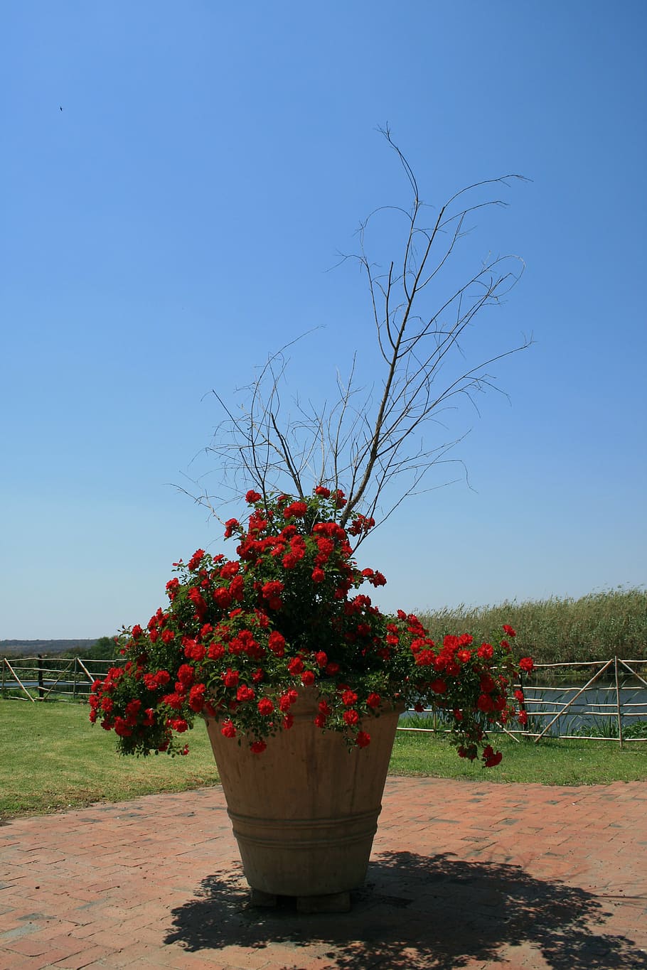 pot, large, tall, bush, rose, red, branches, dried out, sky HD wallpaper