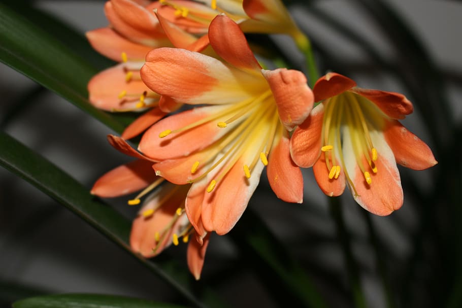 flower, orange, macro, flowering plant, freshness, beauty in nature HD wallpaper